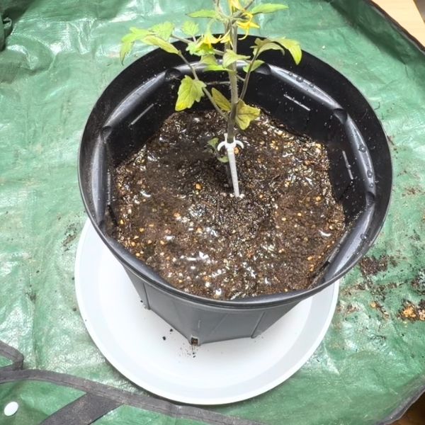 いったん水が引くまで待つ