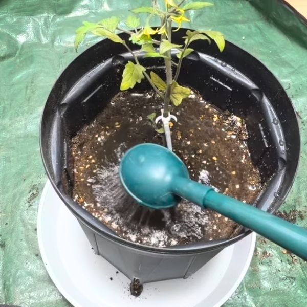 再度水やり、2〜3回くり返す