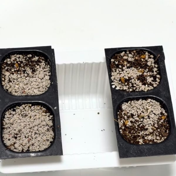 長方形に両端にセルトレーを置いた様子