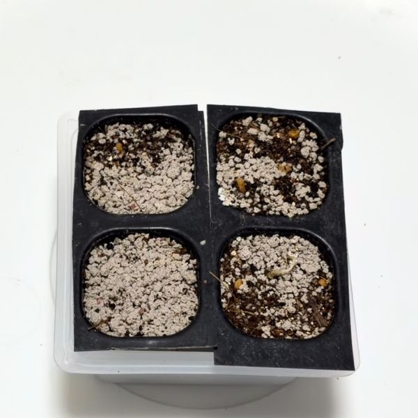 正方形の豆腐容器