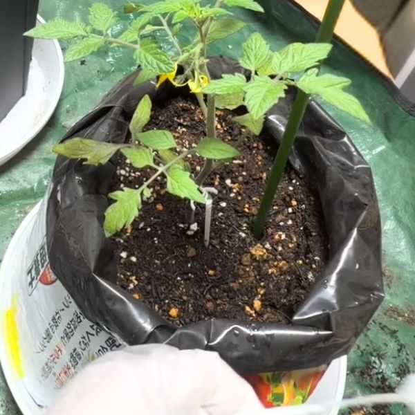 接木苗は、ポットの土とプランター（袋）の土の表面を平らに植える