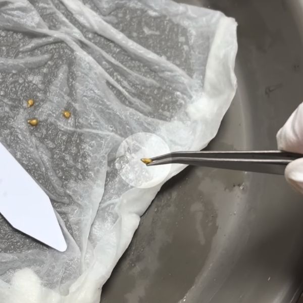 種をやさしくピンセットでつまむ