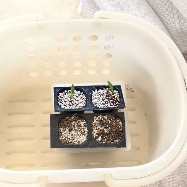 セルトレーのミニトマト発芽