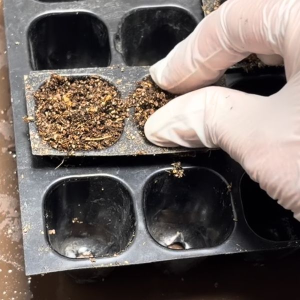 周りの土を寄せる