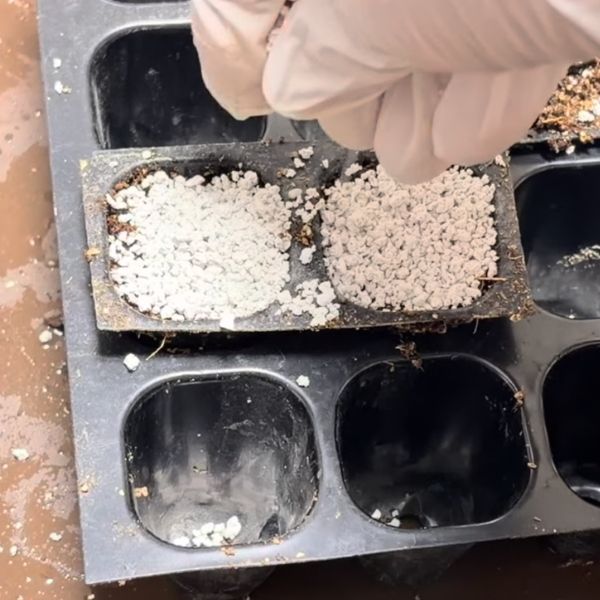 イネニカをパラパラとまく