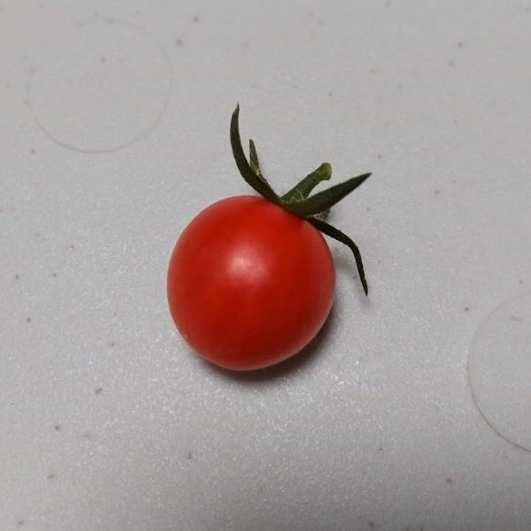 収穫したミニトマト、マンマミーア