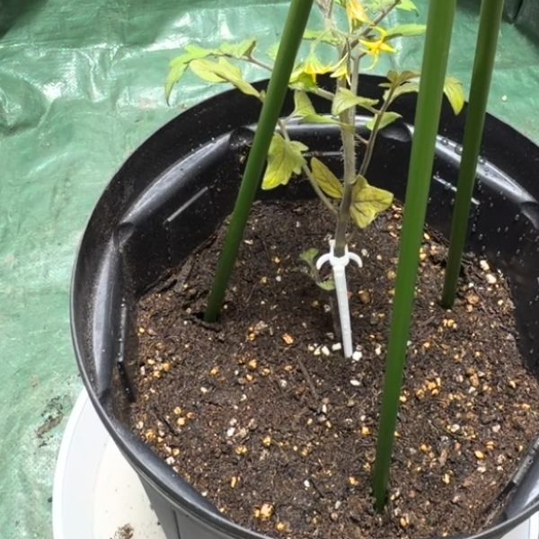 仮（かり）支柱を立てる