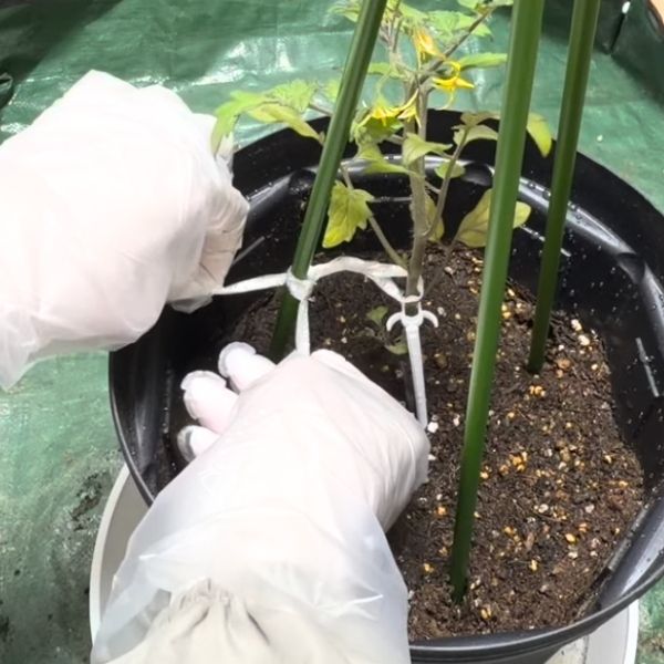 支柱には、二重にしっかりまく