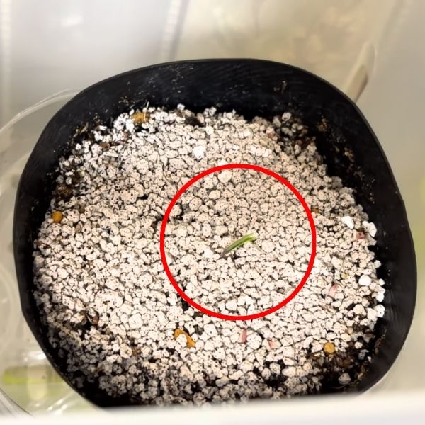 ミニトマトの発芽