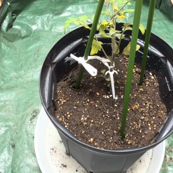 後で解きやすいように結んだ様子