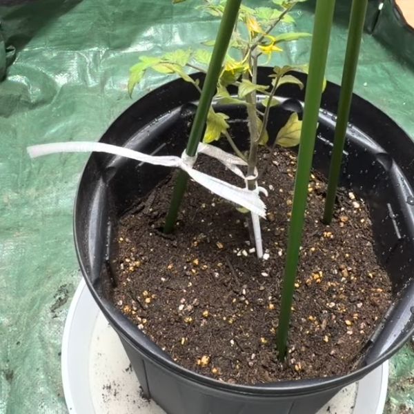 苗にはゆったり、支柱にはしっかり、紐を巻いた様子
