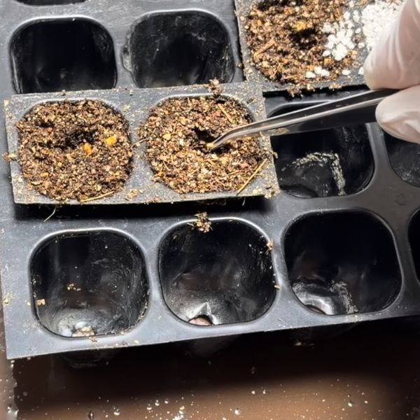 植え穴にそっと置く