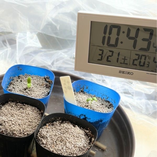 ミニキュウリの発芽