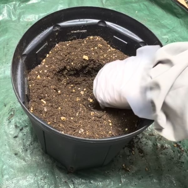 植え穴をあける