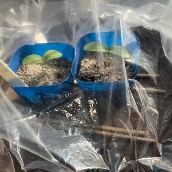 台の上でビニール袋をかけていた様子