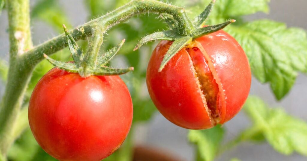 裂果したミニトマト