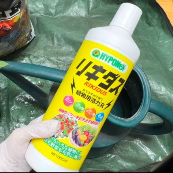 根張りを促進するために、活力剤を使用しました。