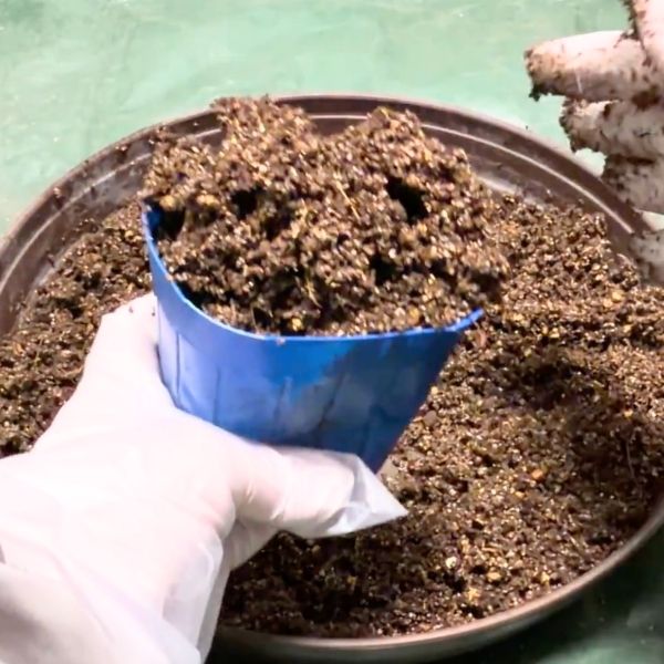 ふんわりと土を入れる