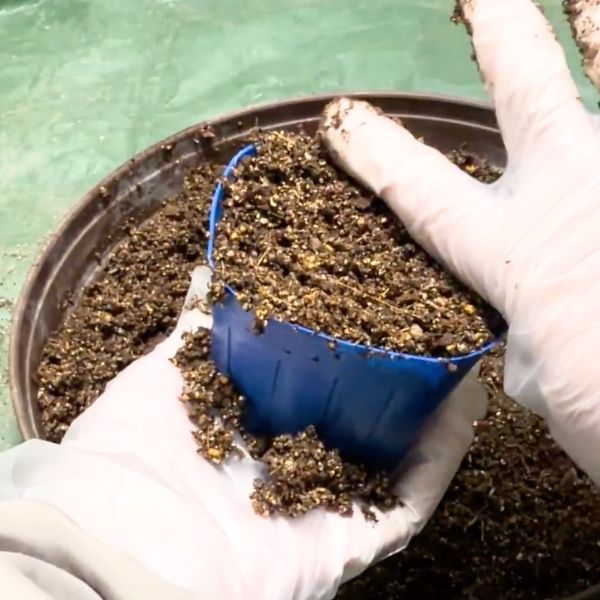 手などですり切り、土の表面を平らにする