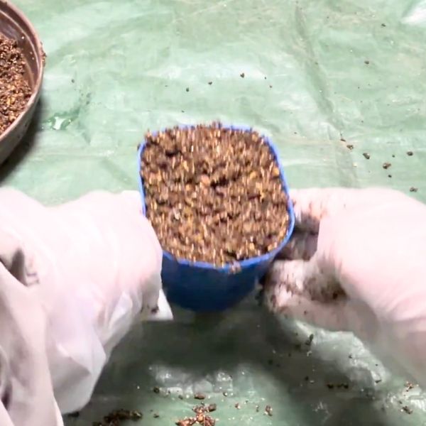 トントンと落とし、土をならす