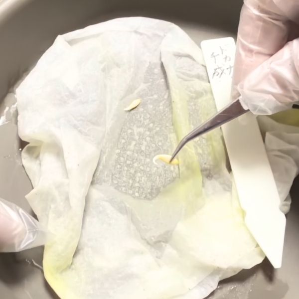 種を優しくピンセットでつまむ （根の部分は持たない）