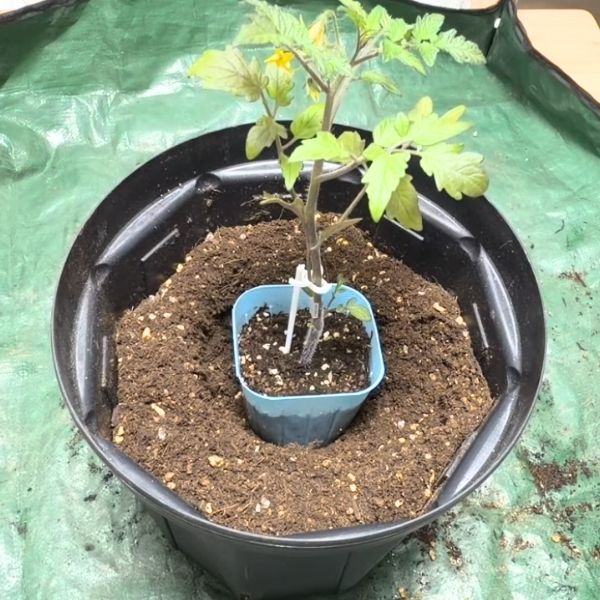 苗のポットを仮置きする