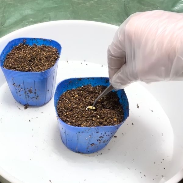 種をそっと土に置く