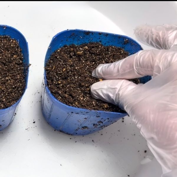 周りの土をつまむようにしてかぶせる