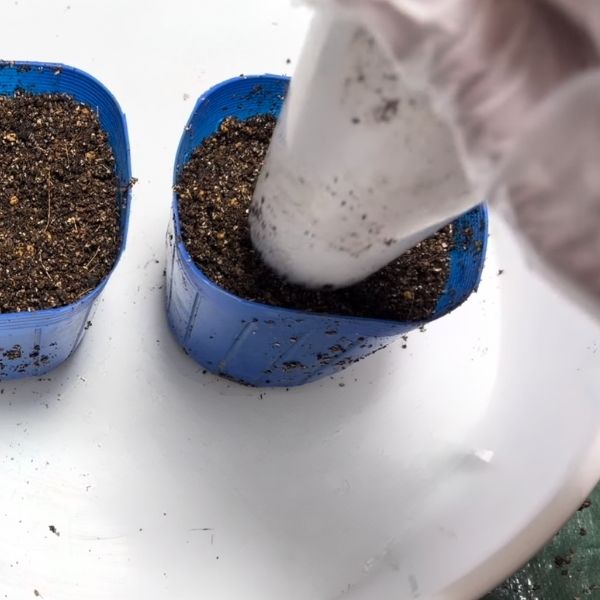 上から押さえて、種と土を密着させる