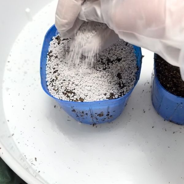 パラパラとまく