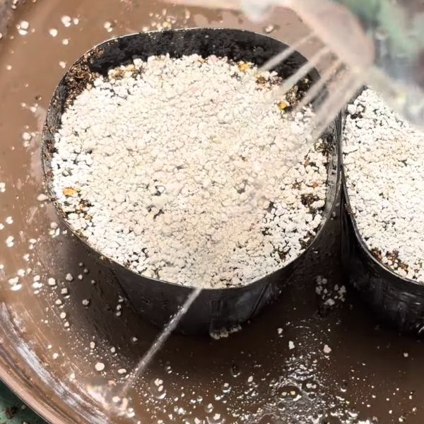 種が動かないように、やさしく水やり