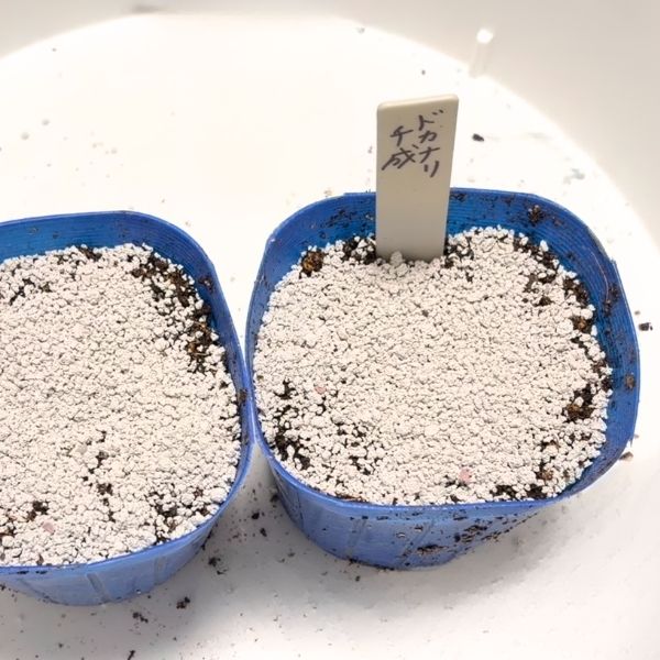 ネームプレートを立てる