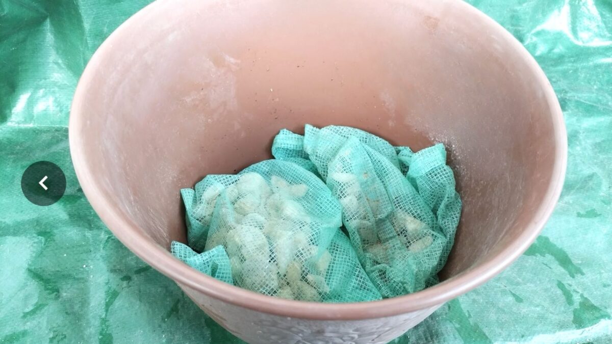 鉢底石を敷く