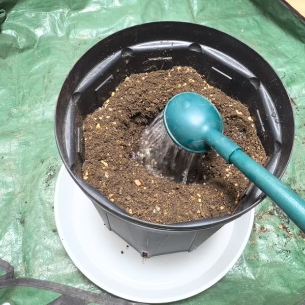 植え穴に水を注ぐ