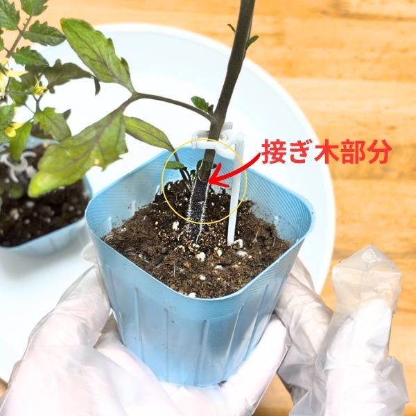 接ぎ木部分