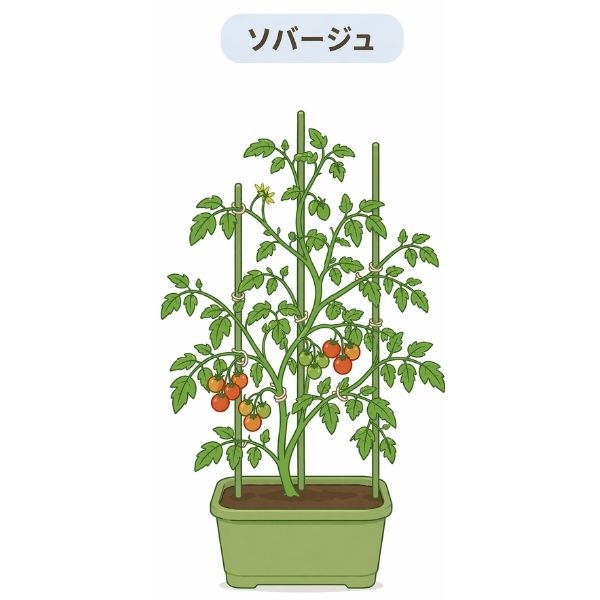 半放任仕立て・ソバージュ