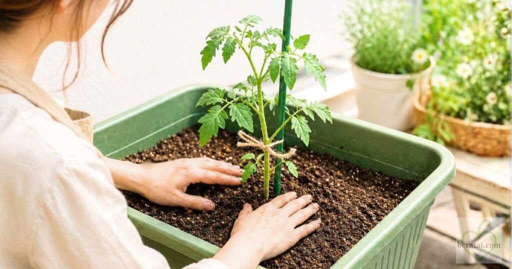 ミニトマト苗をプランターに植え付け、土を押さえて固定している様子