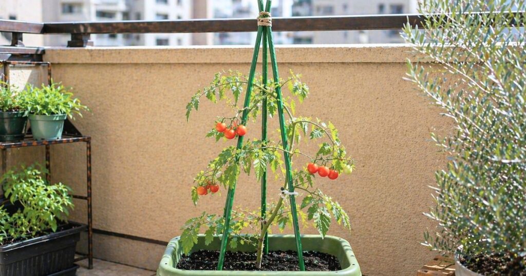 ミニトマト3本支柱仕立て