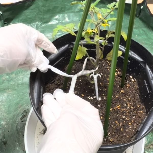 苗にかけて、2回ねじる