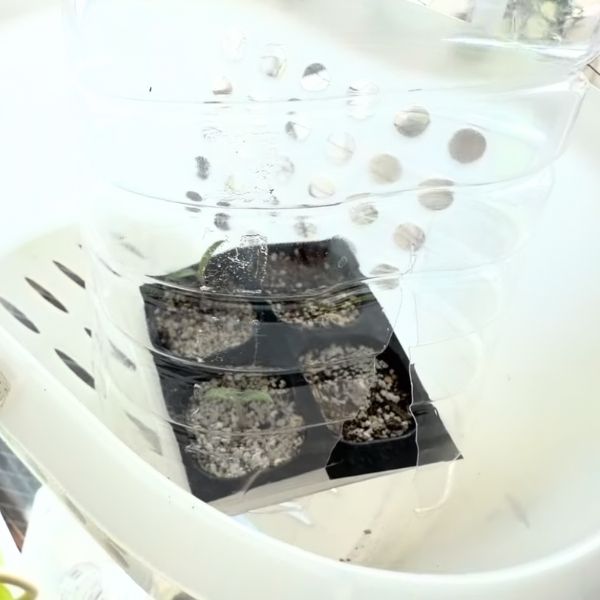 セルトレーのミニトマト