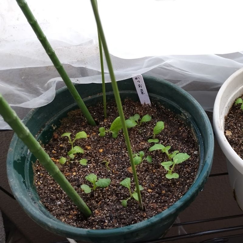 大和 根はり鉢で育てているかつお菜の小さな芽