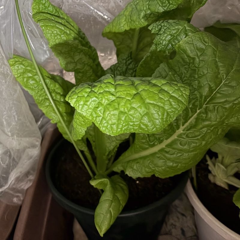 育ったかつお菜
