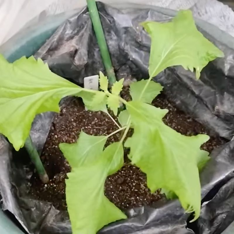 摘心直後の葉