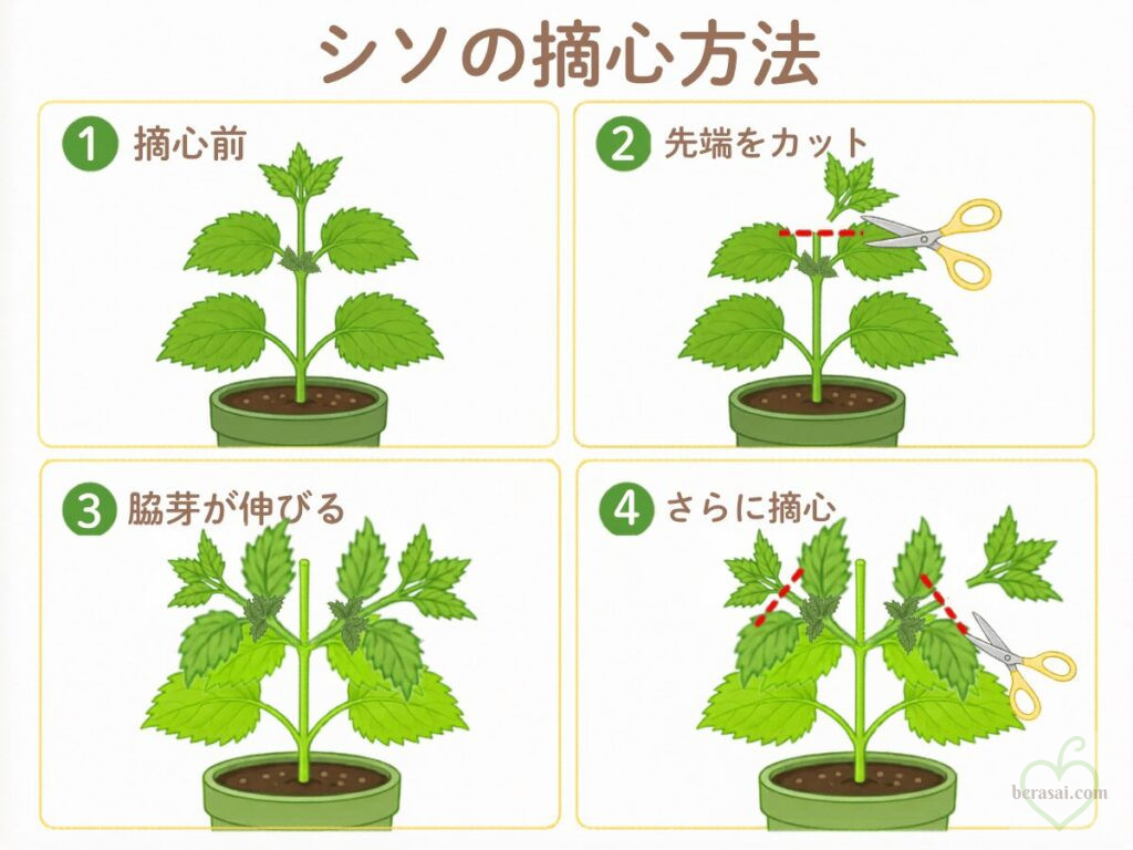 シソの摘心の方法