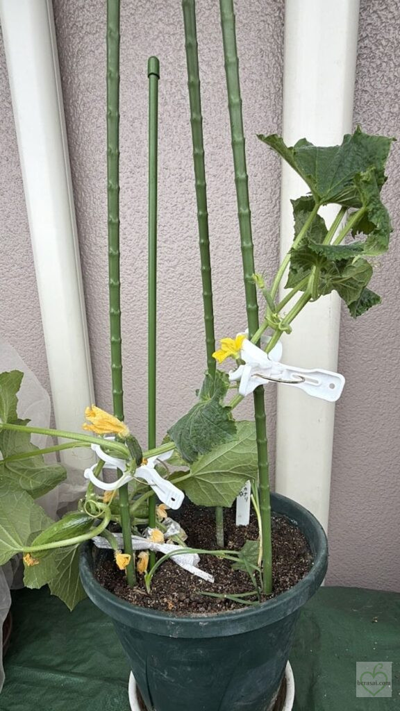 クリップで止めて誘引