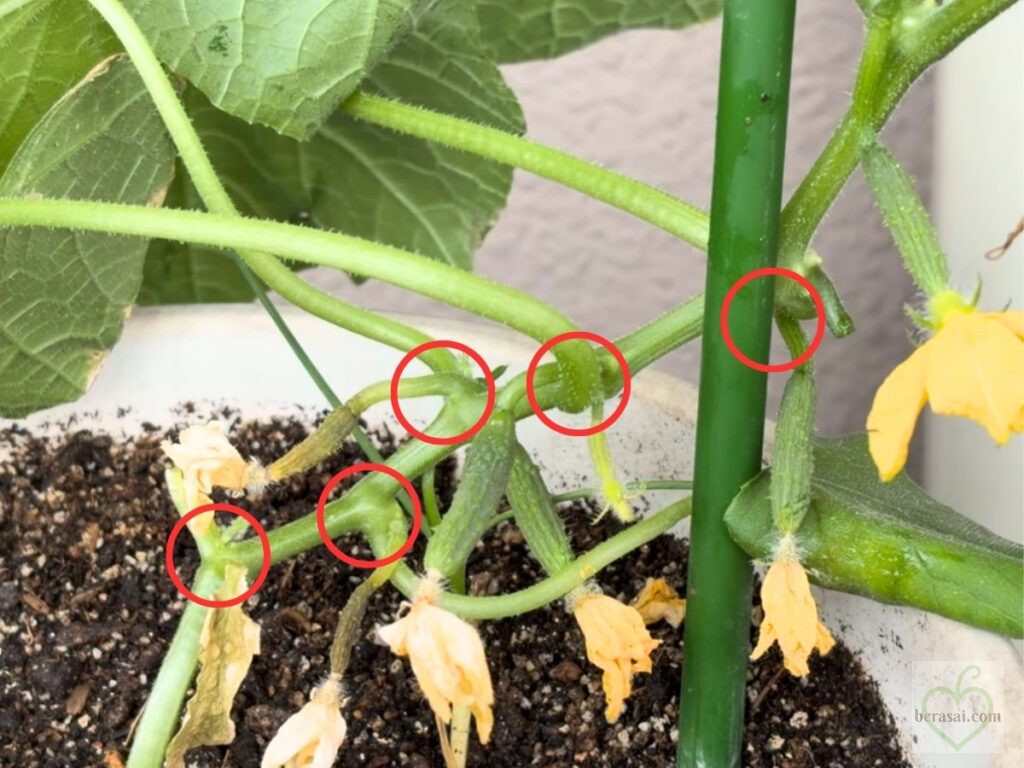 ミニキュウリ 5節までのわき芽