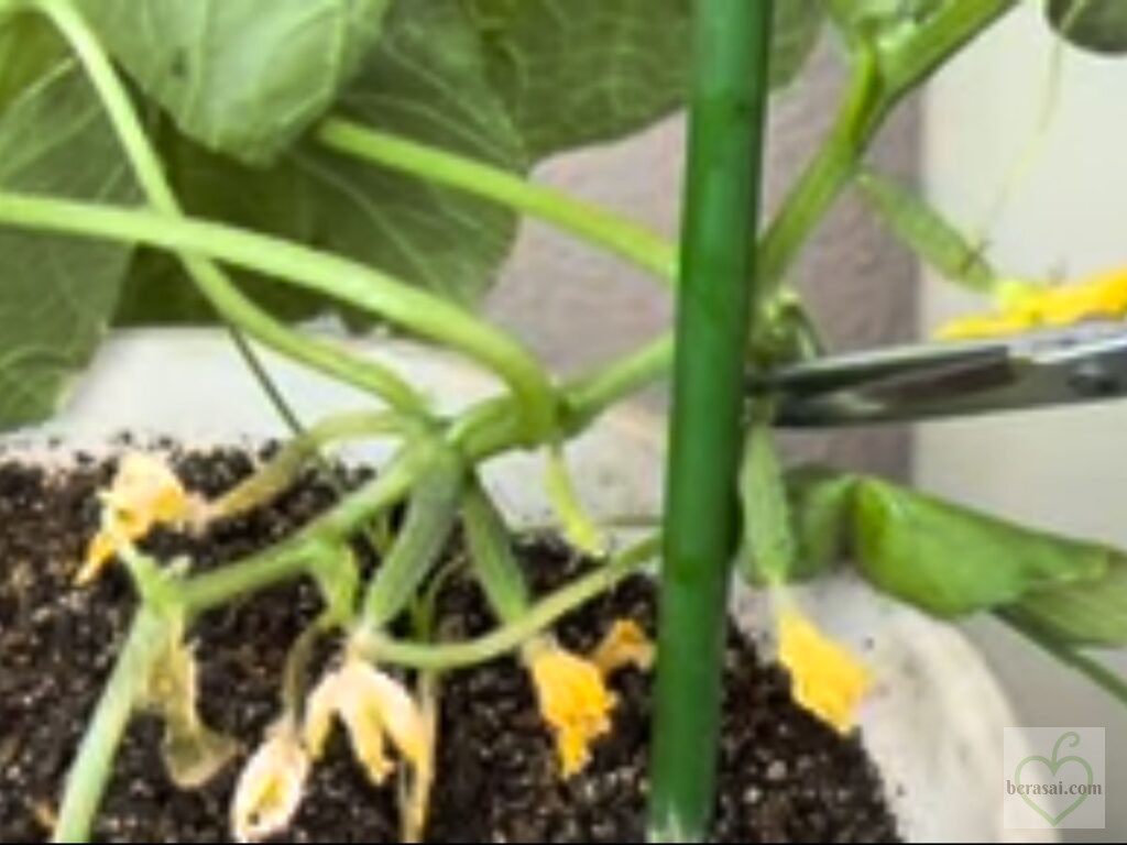 わき芽をハサミでカットしている様子