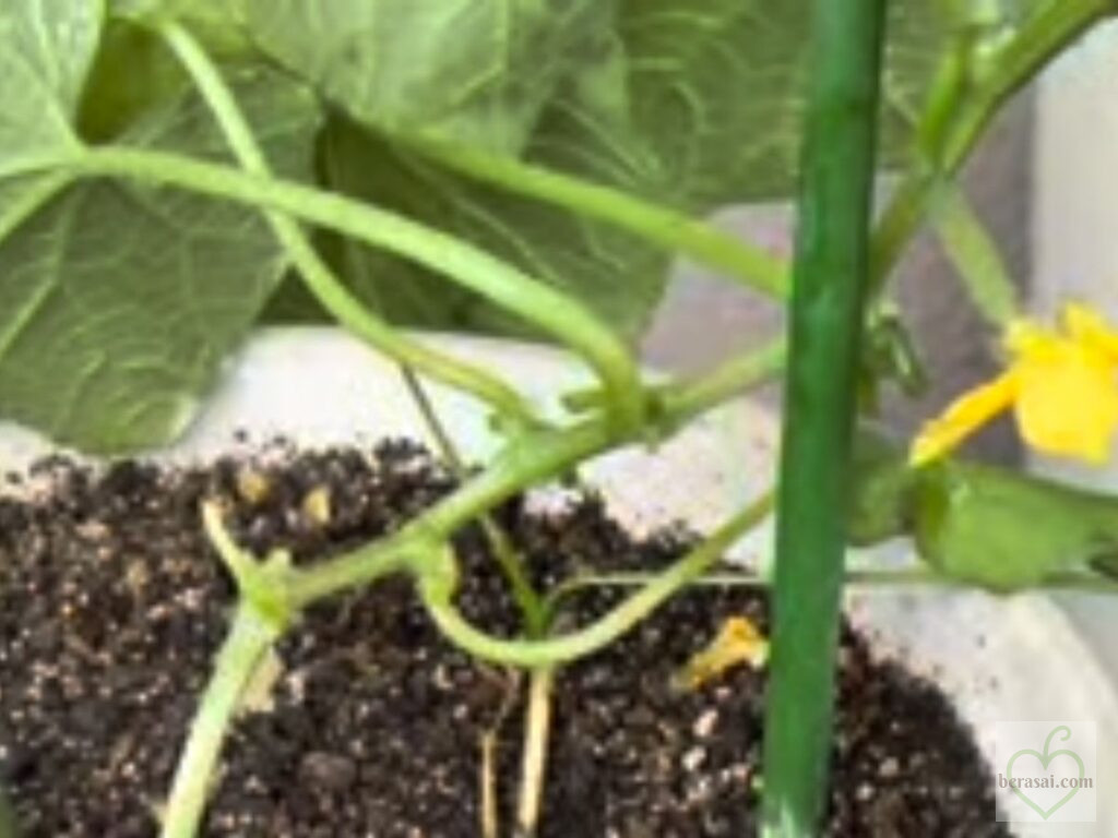 わき芽をカットした後のキュウリ