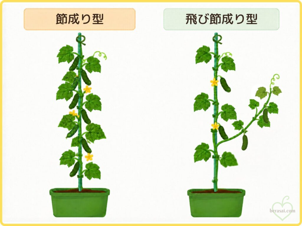 キュウリの節成り型と飛び節成り型の比較図