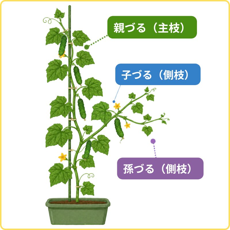 親づる・子づる・孫づる